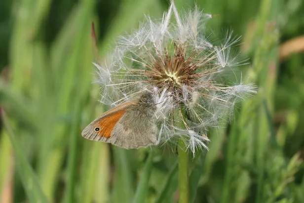 Kleine Wiesenvögelchen