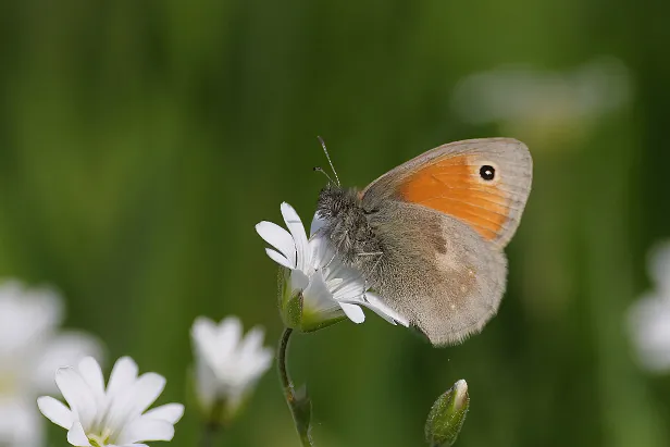 Kleines Wiesenvögelchen