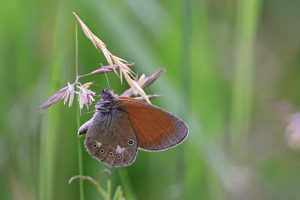 Rotbraunes Wiesenvögelchen