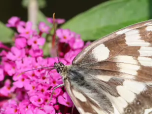 Augenfalter -Melanargiini (Edelfalter)