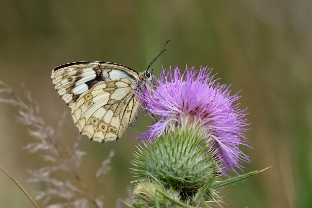 Schachbrettfalter