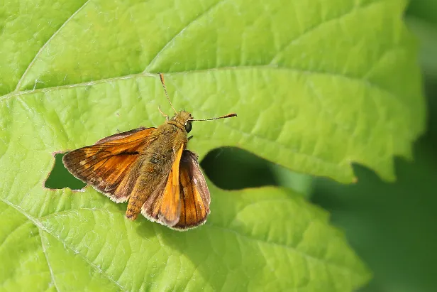 Rostfarbiger Dickkopffalter Ochlodes sylvanus
