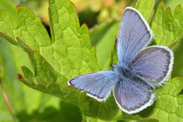 Plebejus idas