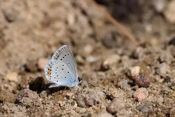Kurzschwänziger Bläuling Sommerweide