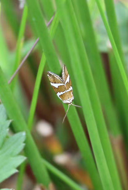 Silbereulchen