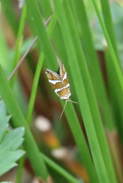 Silbereulchen