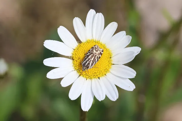 Ackerwinden-Bunteulchen