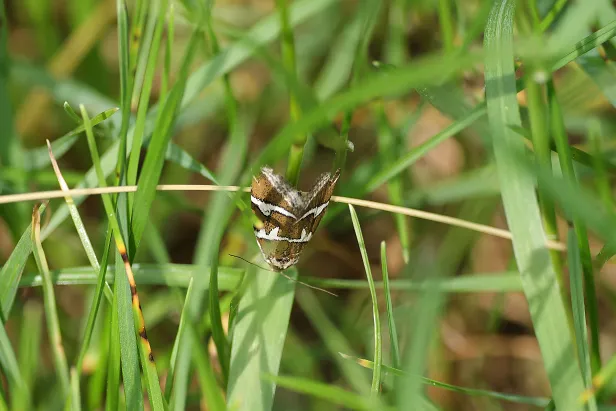 Silbereulchen