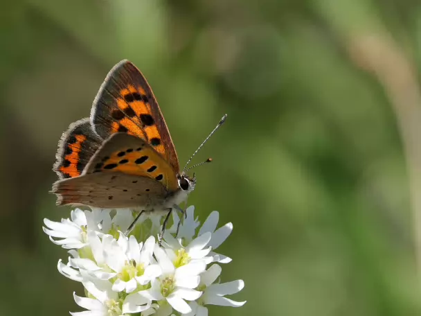 Feuerfalter (Bläulinge)