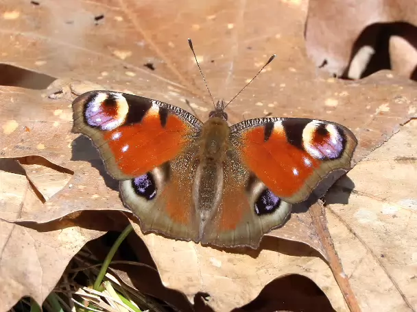 Fleckenfalter (Edelfalter)