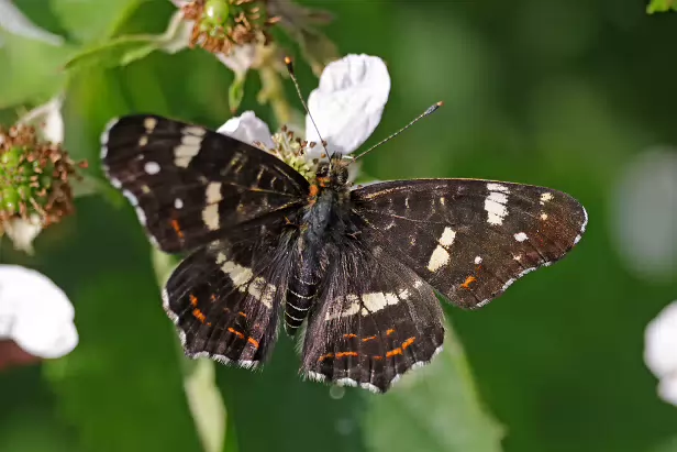 Landkärtchen, Netzfalter