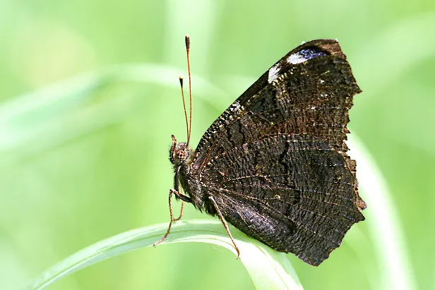 Tagpfauenauge