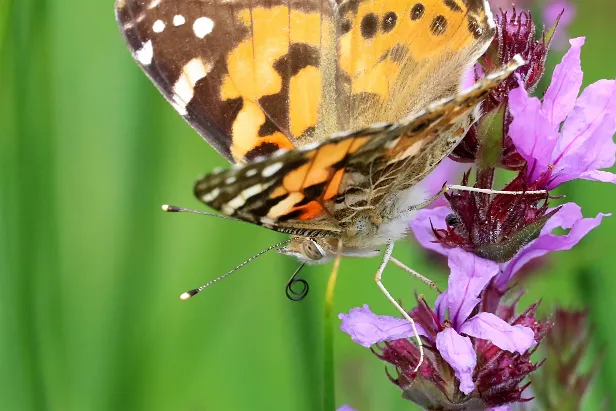 Distelfalter