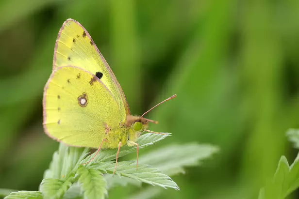 Postillion, Postillon, Wander-Gelbling