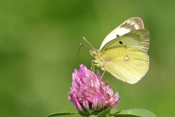 Postillion, Postillon, Wander-Gelbling