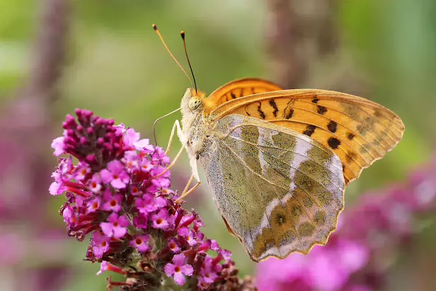 Kaisermantel Sommerweide