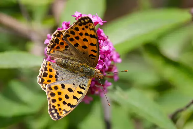 Kleiner Perlmutterfalter
