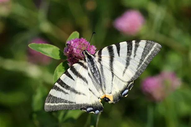 Segelfalter Iphiclides podalirius