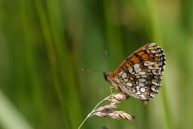 Wachtelweizen-Scheckenfalter