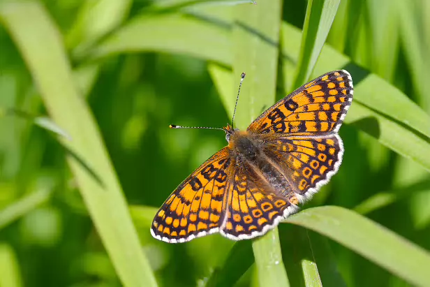 Wegerich-Scheckenfalter