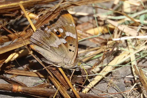 Kleiner Schillerfalter