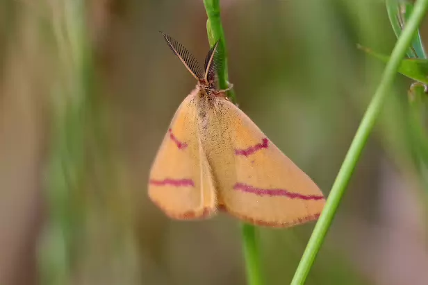 Knöterich-Purpurspanner