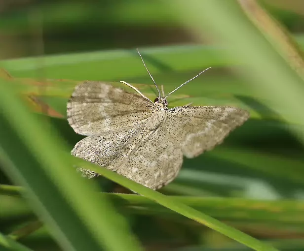 Marmorierter Kleinspanner