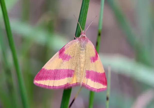 Ampfer-Purpurspanner