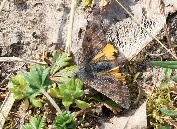 Großes Jungfernkind