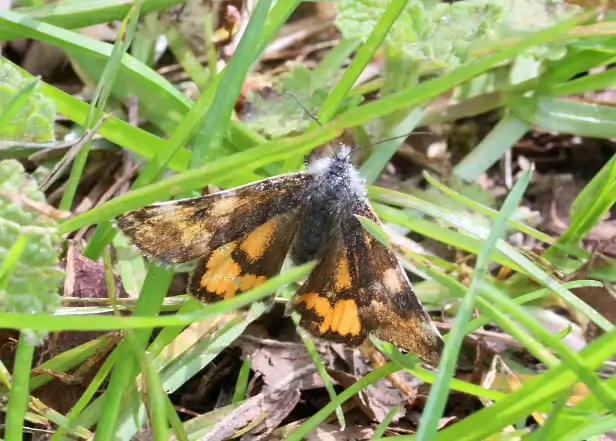 Großes Jungfernkind