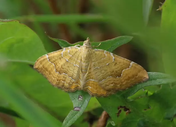 Ockergelber Blattspanner