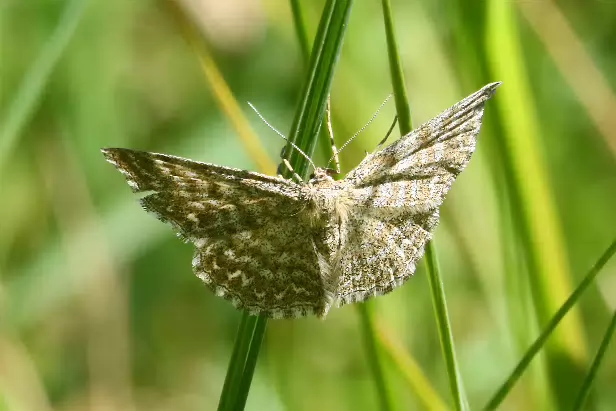 Marmorierter Kleinspanner