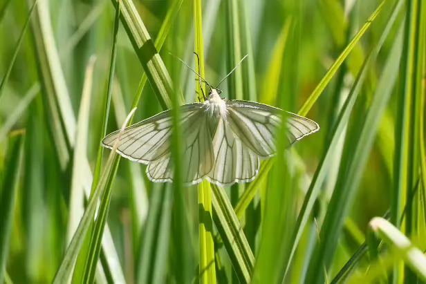 Hartheu-Spanner Siona lineata