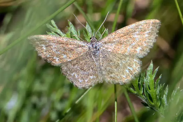 Marmorierter Kleinspanner