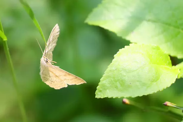 Marmorierter Kleinspanner