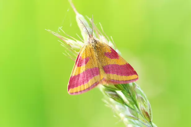 Ampfer-Purpurspanner