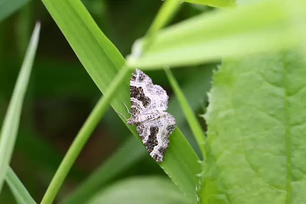 Graubinden-Labkrautspanner