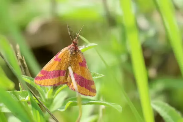 Ampfer-Purpurspanner