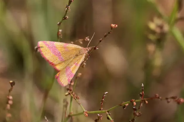 Ampfer-Purpurspanner