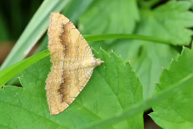 Ockergelber Blattspanner