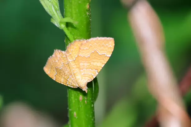 Ockergelber Blattspanner