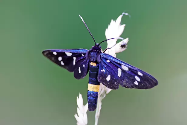 Weißfleckwidderchen