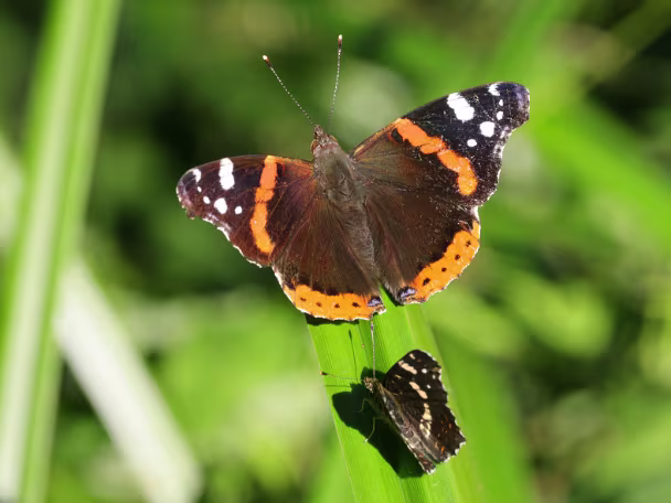 Schmetterlinge
