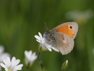 Augenfalter -Coenonymphini (Edelfalter)