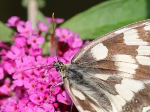 Augenfalter -Melanargiini (Edelfalter)