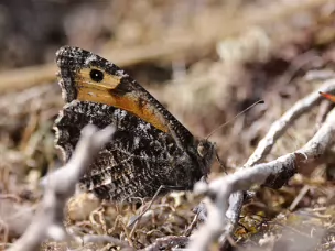 Augenfalter -Satyrini (Edelfalter)
