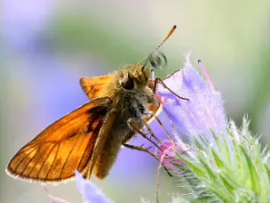 Dickkopffalter