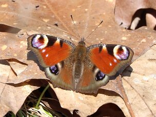 Fleckenfalter (Edelfalter)