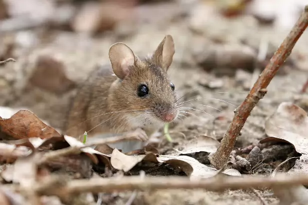 Waldmaus