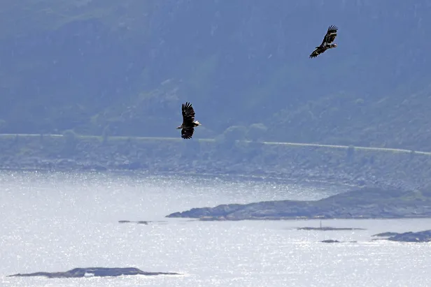 Seeadler